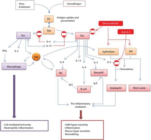 Figure 2 Adaptive immunity in asthma.