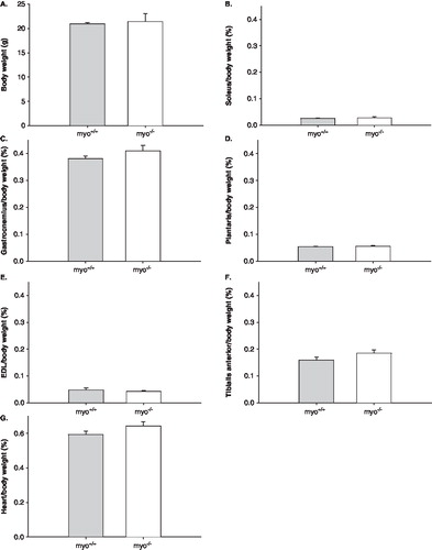 Figure 3.  A: Body-weights, B: Soleus/body-weight, C: Gastrocnemius/body-weight, D: Plantaris/body-weight, E: EDL/body-weight, F: Tibialis anterior/body-weight, and G: Heart/body-weight of myo-/- (white bars) and myo+/+ (gray bars) mice. All values are means ± SEMs.