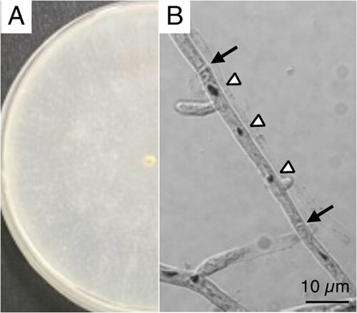 Figure 1. P. sordida YK-624 mycelium and hyphae observation. (A) Mycelia were grown on potato dextrose agar medium (i.d. 9 cm). (B) Hyphae were stained by HCl-Giemsa method following method described in previous study (Mori et al. Citation2020).