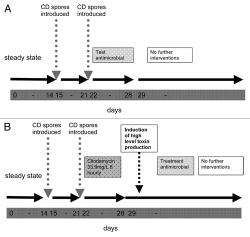 Figure 1. Schematic representation of triple stage gut model experiments. (A) Approach to assessing potential predisposition to C. difficile. (B) Approach to assess C. difficile treatment efficacy