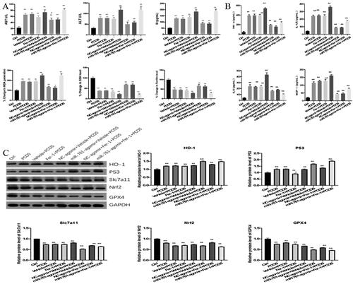 Figure 7. The Role of ferroptosis and miR-761 in POCS mice model with unexplained liver dysfunction. (A) change of AST, ALT, SI, ferritin, GSH and MDA levels in different groups as shown by ELISA method; (B) change of TNF-α, IL-6, IL-1β and MCP-1 levels in different groups as shown by ELISA method; (C) change of GPx4, Nrf2, SLC7A11, HO-1 and p53 protein levels in different groups as shown by Western blot. *p < .05; **p < .01.