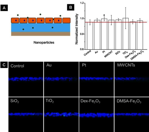 Figure S4 (A) The schematic diagram shows FITC-dextran permeating the collagen layer through a monolayer of endothelial cells. (B) Monolayer permeability was measured in samples that were untreated or treated with NPs for 1 hr. Data were shown as average mean ± SE from five groups of confocal images. (C) The representative YZ confocal cross-section images of the dextran captured in the 2 µg cm−2 collagen, fluorescent images showing nuclei (blue), and FITC-dextran (green) of confluent HUVECs on collagen. The concentration of NPs was following: Au (50 nm): 200 µg mL−1, Pt (70 nm): 1 µg mL−1, MWCNTs: 7.5 µg mL−1, SiO2 (100 nm): 25 µg mL−1, TiO2 (80 nm): 25 µg mL−1, Dex-Fe2O3: 30 µg Fe mL−1, and DMSA-Fe2O3: 30 µg Fe mL−1.