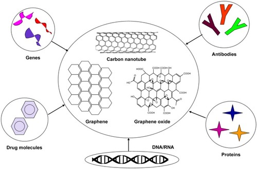 Figure 3 Overall scheme of carbon nanotube, graphene, and graphene oxide for nanotherapeutic drug delivery.