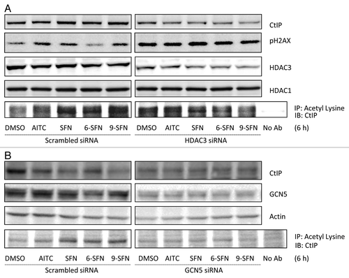 Figure 5. HDAC3 knockdown recapitulates ITC-induced CtIP acetylation and turnover, while GCN5 knockdown rescues cells. (A) HCT116 cells transfected with non-specific scrambled siRNA or HDAC3 siRNA for 24 h or (B) GCN5 siRNA for 48 h, followed by ITC treatment for 6 h. Whole cell lysates were immunoprecipitated with anti-acetyl lysine antibody and immunoblotted for CtIP.