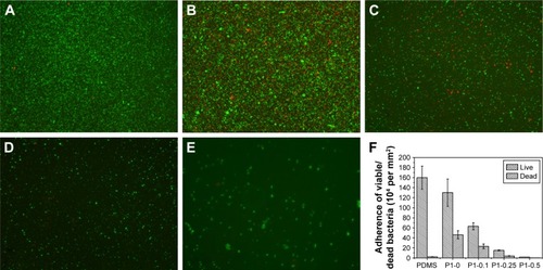 Figure 6 Fluorescent microscopy images of live/dead staining of S. aureus.Notes: (A) Pristine PDMS, (B) p (DMAEMA+), (C) p (DMAEMA+-co-0.10 MPC), (D) p (DMAEMA+-co-0.25 MPC), and (E) p (DMAEMA+-co-0.50 MPC)-modified PDMS at 24 hours. The green color indicates live bacteria, and the red color indicates dead bacteria, under fluorescence microscopy (the magnification is 10×). (F) Adherence of the live/dead bacteria cell density on the surfaces.Abbreviations: S. aureus, Staphylococcus aureus; PDMS, poly(dimethyl siloxane); p (DMAEMA+-co-MPC), (2-(dimethylamino)-ethyl methacrylate-co-2-methacryloyloxyethyl phosphorylcholine); MPC, 2-methacryloyloxyethyl phosphorylcholine; DMAEMA, 2-(dimethylamino)-ethyl methacrylate.