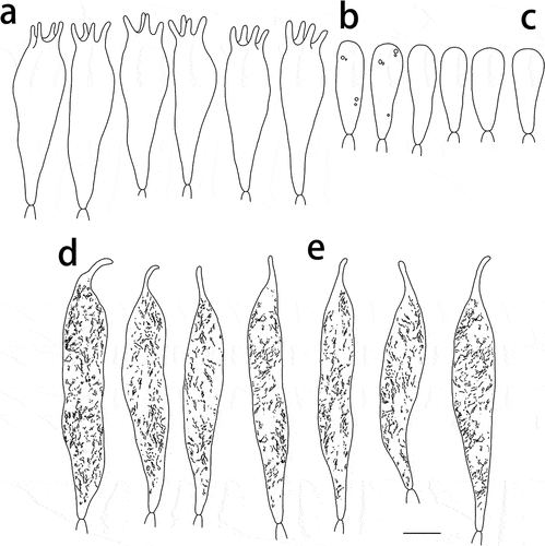 Figure 7. Russula pseudograveolens (HMAS287384, holotype), hymenium. (a) Basidia. (b) Basidiola. (c) Marginal cells on the lamella edges. (d) Hymenial cystidia near the lamella sides. (e) Hymenial cystidia on the lamella edges. Cystidia with contents as observed in Congo Red. Scale bar = 10 μm.