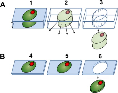 Figure 2. Loss of biological information during LM. A, embedded in paraffin: 1, a cell, represented in dark green with a red nucleus is embedded in paraffin as a support medium. The vertical arrow represents a 4 µm limit of sectioning. 2, paraffin is dissolved away with the loss of biological information represented in the cell and nucleus having lighter hues and arrows showing the loss of molecules out of the cell. 3, the cell after LM. B, embedded in pTechnovit 9100: 4, a cell, represented in dark green with a red nucleus is embedded in plastic as a support medium. 5, Plastic does not have to be etched away because both visualization and sectioning can be done effectively without that step, thus, no loss of biological molecules. 6, pe-LM of an ultrathin section containing a cell. The pe-LM procedure vaporizes neighboring cells while allowing for the collection of the desired cell.