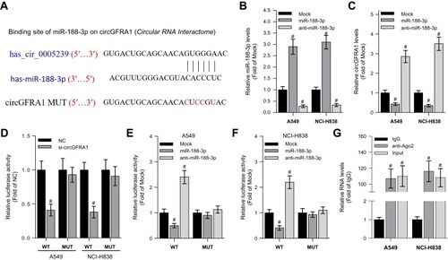 Figure 2 CircGFRA1 acted as a ceRNA to sponge miR-188-3p. (A) The predicted binding site and mutant site for circGFRA1 in miR-188-3p. (B) RT-qPCR was performed to detect overexpression and knockdown efficiency of miR-188-3p in A549 or NCI-H838 cells, #P < 0.01 compared with Mock. (C) The expression of circGFRA1 was detected by RT-qPCR after miR-188-3p was overexpressed or knocked down in A549 or NCI-H838 cells. #P < 0.01 compared with Mock. (D) Luciferase activity was detected after pGLO-circGFRA1-WT or pGLO-circGFRA1-MUT was co-transfected with NC or si-circGFRA1 in A549 or NCI-H838 cells. #P < 0.01 compared with NC. (E and F) Luciferase activity was detected after pGLO-circGFRA1-WT or pGLO-circGFRA1-MUT was co-transfected with miR-188-3p or anti-miR-188-3p in A549 or NCI-H838 cells. #P < 0.01 compared with NC. (G) RIP analysis was used to evaluate the enrichment degree of circGFRA1 and miR-188-3p by Ago2 antibody in A549 cells. #P < 0.01 compared with IgG.