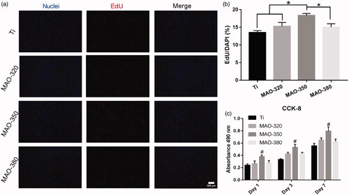 Figure 10. Cell proliferation on the surfaces of the samples. (a) Fluorescence staining for EdU at 2 h (scale bar = 500 μm). (b) Cell proliferation rate in the four groups of samples. (c) CCK-8 results for cells cultured on the four groups of samples for 1, 3 and 7 days (*p < .05; #p < .05 compared with Ti, MAO-320 and MAO-350; n = 3).