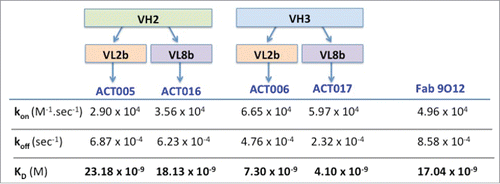 Figure 4. Kinetic parameters of the interaction between humanized Fab variants or Fab9O12 with immobilized GPVI-Fc as deduced from SPR analysis.
