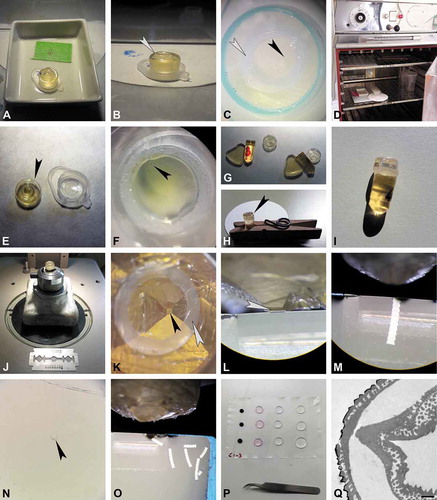 Figure 2. Protocol for the preparation of single fossil pollen grains for TEM, part 2 (infiltration, embedding, ultramicrotomy, and staining). A. Infiltration at room temperature until acetone evaporates. B. Embedding mould re-filled with embedding media, make sure not to overfill (arrowhead). C. Final position of pollen grain (black arrowhead) inside plastic pipette section (white arrowhead). D. Polymerisation of sample and block holder in oven. E. Polymerised specimen block (arrowhead) freed using a racer blade. F. Pollen grain (arrowhead) observed in polymerised specimen block under a binocular. G–I. Specimen block (arrowhead) fixed on a pre-made block, use a clip (H) for stability. J. Trimming under binocular. K. Trimmed block face trapezoid in form, with pollen grain at the tip (black arrowhead), pipette section seen as a broad white circle (white arrowhead). L–M. Ultra-thin sectioning of specimen block with diamond knife, arrowhead pointing to pollen grain. N. Single section (arrowhead) stained with toluidine blue observed in LM. O. Ready-made section sequences. P. Staining sections with potassium permanganate (KMnO4). Q. TEM section showing final result; KMnO4 staining. Scale bar – 1 µm (Q).