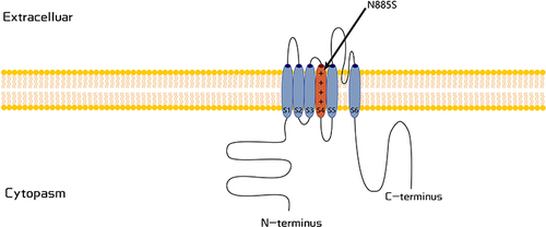 Figure 1 Schematic representation of the TRPA1 channel. The variant associated with represents as p.N855 in putative transmembrane S4.