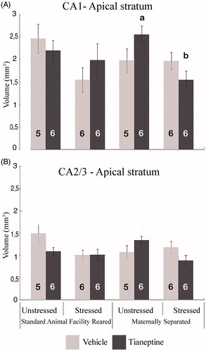 Figure 5. Effect of tianeptine on the volumes of apical layers of CA areas in rats exposed to early maternal separation and chronic variable stress in adulthood. (A) CA1 apical layer, (B) CA2/3 apical layer. Values are mean ± SEM of standard animal facility rearing (AFR) and maternally separated (MS) rats submitted to chronic stress or unstressed under tianeptine (dark gray bars) or vehicle (light gray bars) treatment. The number of rats for each treatment is included inside each bar. ANOVA revealed a significant maternal separation × chronic stress × drug interaction. Different letters indicate significant differences between groups (p ≤ .05), Tukey’s post hoc test.