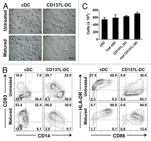 Figure 4. Generation and maturation of classical and CD137L-derived dendritic cells. (A–C) Monocytes were treated with immobilized CD137-Fc for 7 d to generate CD137L-derived dendritic cells (CD137L-DCs), or with 80 ng/mL granulocyte macrophage colony-stimulating factor (GM-CSF) plus 100 ng/mL interleukin (IL)-4 to generate classical dendritic cells (cDCs). For the last 18 h of culture, tumor necrosis factor α (TNFα) plus IL-1β plus IL-6 plus prostaglandin E2 (PGE2) were used to promote the maturations of cDCs, while 50 ng/mL interferon γ (IFNγ) plus 1 µg/mL R848 were used for the maturation of CD137L-DCs. (A) Brightfield microscopy images were taken on day 7 at a magnification of 63 × . Scale bar = 20 µm. (B) DC subsets were harvested and the expression of CD14, CD83, CD86, and HLA-DR was determined by flow cytometry upon staining with specific antibodies. These data are representative of at least 3 independent experiments yielding comparable results. (C) Viable DC numbers in each group were quantified by trypan blue exclusion assays. Bar charts represent cell count per million cells. Means ± SD of triplicate counts are depicted. These data are representative of 2–3 independent experiments yielding comparable results.