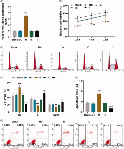 Figure 1. hCMPCs proliferation and cell cycle G0/S transition were regulated by miR-33a-5p mimic and inhibitor. (A) Transfection efficiency of miR-33a-5p mimic or miR-33a-5p inhibitor was identified by quantitative real-time polymerase chain reaction (qRT-PCR). U6 was used as the internal reference. (B) After transfection, hCMPCs proliferation was detected by cell counting kit-8 (CCK-8) assay at 24, 48 and 72 h. (C,D) After transfection, hCMPCs cell cycle progression was investigated by flow cytometry. (E-F) After transfection, hCMPCs cell apoptosis was detected by flow cytometry at 48 h. All experiments have been performed in triplicate and experimental data were expressed as mean ± standard deviation (SD). (**p < 0.01, ***p < 0.001, vs. MC; ∧p < 0.05, ∧∧p < 0.01, ∧∧∧p < 0.001, vs. IC) hCMPCs: human cardiomyocyte progenitor cells, MC: mimic control, IC: inhibitor control, M: miR-33a-5p mimic. I: miR-33a-5p inhibitor.