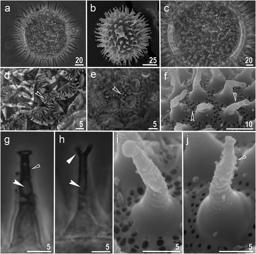 Figure 5. Macrobiotus kosmali sp. nov.: eggs: a – b – egg chorion (paratype, PCM and SEM respectively); c – f – the surface between egg processes (paratype, PCM and SEM respectively); g – egg processes with small terminal discs (paratype, PCM); h – egg processes with bifurcation at top (paratype, PCM); i – j – egg processes with cap like disc and trunks covered with tiny granules (paratype, SEM). Filled indented arrowhead represents bubbles inside egg processes trunk, empty indented arrowhead represents pores on egg chorion surface, filled unindented arrowhead represents bifurcated egg processes, empty unindented arrowhead represents tiny granules on egg processes trunk. Scale bars in µm.