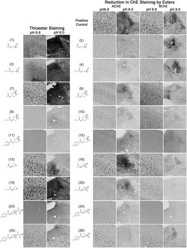 Figure 5. Photomicrographs of histochemical staining in mouse brain tissues demonstrating the hydrolysis of thioesters by ChEs at pH 6.8 or 8.0 (columns 1 and 2) or the reduction in AChE and BChE staining in the presence of esters (columns 3–6). Note, positive control staining of tissue (i.e. AChE or BChE staining at pH 6.8 and 8.0) is provided in the 1st row of columns 3–6. Note, histochemical staining at pH 6.8 demonstrated ChE activity associated with Aβ plaques while that at pH 8.0 is associated with neural elements. Staining with thioester compounds allowed for a direct visualisation of the kinetic interaction of the compound with ChEs. The degree to which staining for AChE or BChE activity was reduced by the presence of esters provided indirect evidence that the compound interacted with the enzyme targets. Scale bar = 200 µm.