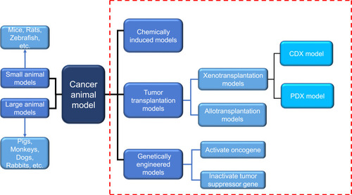Figure 1 Two commonly used classification methods of cancer animal models. Dashed red box represents the classification according to different modeling methods. Another classification is carried out according to different species. Blue arrows indicate the species of animals included in this classification.