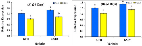 Figure 9. The expression of the nifH gene in two sugarcane cultivars GT11 and GXB9 with K. radicincitans (BA1) and S. maltophilia (COA2) strains inoculation by qRT-PCR. Data were normalized to the GAPDH expression level. All data points are the means ± SE (n = 3). Different letters above the bar show a significant difference at p < 0.05.