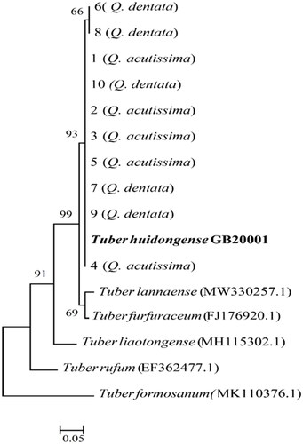 Figure 1. Neighbor-joining phylogenetic tree of Tuber huidongense GB20001 ascoma based on concatenated alignment of internal transcribed spacer (ITS) DNA sequences. Tuber formosanum was considered as an outgroup. The T. huidongense GB20001 sequence was isolated from the fruiting body. A total of 1–5 DNA sequences were derived from the ectomycorrhizae of Quercus acutissima and 6–10 DNA sequences were derived from the ectomycorrhizae of Q. dentata. Numbers in the figure represent bootstrap values (1000 replicates).
