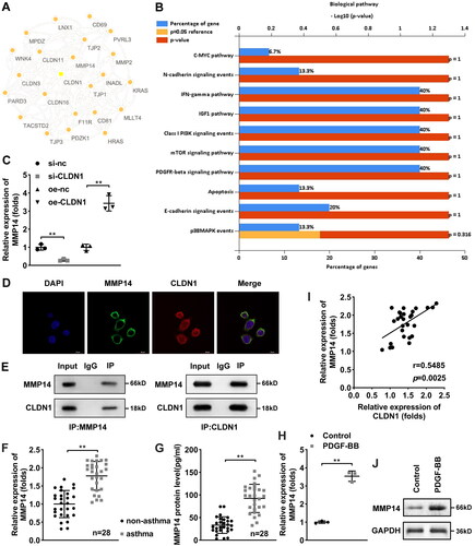 Figure 3. MMP14 is a downstream gene of CLDN1. (A) CLDN1-related proteins predicted by the STRING database. (B) KEGG pathway analysis of the CLDN1-related proteins. (C) mRNA expression of MMP14 after CLDN1 overexpression and knockdown. (D) Fluorescence in situ hybridization assay was performed to analyze the location of CLDN1 and MMP14. (E) Co-IP was carried out to verify that MMP14 could interact with CLDN1. (F) mRNA expression of MMP14 in serum samples of asthma patients. (G) Soluble MMP14 levels in the serum of patients with asthma. (I) Pearson analysis of CLDN1 expression and MMP14 levels in serum of patients with asthma. (H) mRNA and (J) protein levels of MMP14 in ASMCs treated by PDGF-BB. All experiments were repeated three times except for the detection of MMP14 mRNA expression and soluble MMP14 levels in serum samples (n = 28). Data are shown as mean ± standard deviation. **p < 0.01.