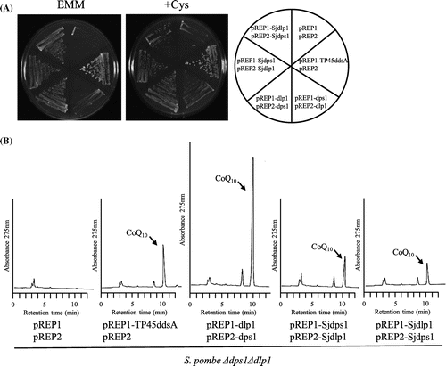 Figure 10. Expression of S. japonicus dlp1 and dps1 in the S. pombe ∆dlp1∆dps1 double mutant. S. japonicus dlp1 and dps1 were expressed in the S. pombe ∆dps1∆dlp1 double deletion strain (LA1). Cells were grown on the minimum medium with or without cysteine for 5 days at 30 °C (A), and synthesis of CoQ10 was measured (B).