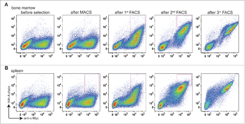 Figure 2. Selection of libraries constructed from bone marrow and spleen antibody repertoires. Cells are doubly stained with chicken anti-c-Myc IgY/GaC-488 for scFv surface expression and biotinylated ricin A chain/SA-633 for antigen binding. (A) Bivariate plots are shown for bone marrow antibody library stained with 100 nM ricin A chain before selection, after MACS, after 1st FACS, after 2nd FACS, and after 3rd FACS, with x axis being surface expression, and y axis being antigen binding. (B) Bivariate plots are shown for spleen antibody library stained with 100 nM ricin A chain before and after each round of selection. For both libraries, cells in the upper-right quadrant (both express scFv on the surface and bind ricin A chain) are sought. Cells falling within strict FACS sort gates designed to ensure enrichment of clones showing increased binding to ricin A chain are collected for the next round of selection.