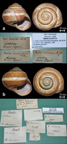 Figure 19. Samples of Shuttleworth collection in the NMBE. Samples collected by C. Sury from the Robert James Shuttleworth collection, preserved in the NMBE, respectively from Capri and Naples. (Photos by O. Korábek). (a) NMBE512977/4. (b) NMBE512978/6