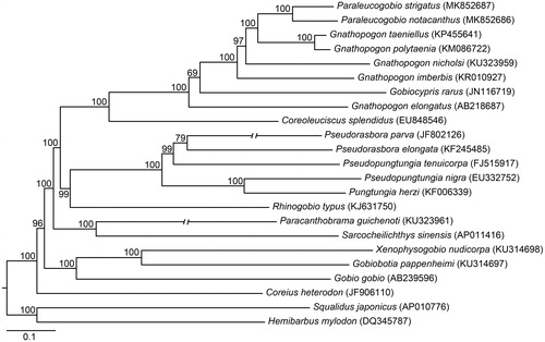Figure 1. Topology of Bayesian tree for phylogenetic relationships between Paraleucogobio fishes and their relatives based on 23 mitochondrial genomes. Bayesian posterior probabilities are shown above or below branches for the Bayesian analyses. GenBank accession numbers are given in parentheses.