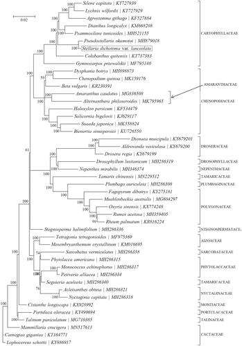 Figure 1. Phylogenetic position of Stellaria dichotoma based on a comparison with the complete mitochondrial genome sequences of 45 other Caryophyllaceae species. The analysis was performed using MrBayes v3.1.1 program integrated with TOPALi V2.5 software. The accession number for each species is indicated after the scientific name.