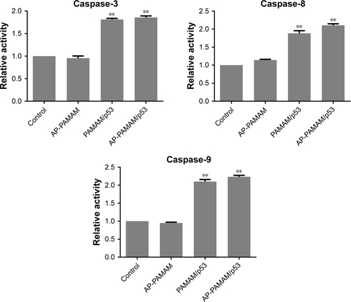 Figure S7 Relative activities of caspase-3, -8, and -9 after p53 transfection mediated by different carriers.Note: **P<0.01.Abbreviations: AP-PAMAM, 2-amino-6-chloropurine-modified PAMAM; PAMAM, polyamidoamine.