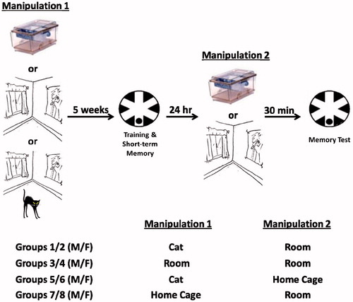Figure 1. Experimental timeline (top) and groups (bottom). One-month-old rats were exposed to their home cages, a laboratory room or a laboratory room with a cat for 30 min (Manipulation 1). Five weeks later, rats learned to locate a hidden platform in the RAWM; 24 h later, the rats either remained in their home cages or were exposed to the laboratory room for 30 min (Manipulation 2). Exposure to the laboratory room served as a reminder of the stressor for rats previously exposed to the room with a cat; 30 min after Manipulation 2, the rats were given a long-term memory test trial in the RAWM. Experimental groups are outlined below the timeline. Male (M) and female (F) rats were tested.