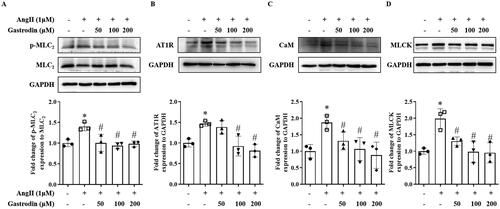 Figure 7. The effects of gastrodin on the MLCK/p-MLC2 pathway in Ang II-stimulated VSMCs. Western blotting was used to determine protein levels of (A) p-MLC2, (B) AT1R, (C) CaM and (D) MLCK in Ang II-stimulated VSMCs pretreated with gastrodin (50, 100 or 200 μM) for 24 h. All values are represented as mean ± SD; *p < 0.05 Ang II vs. control group; #p < 0.05 vs. Ang II group.