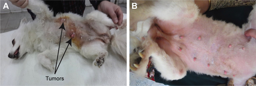 Figure S4 Photographs for Case 2 (Tumor 4: left caudothoracic mammary gland and Tumor 9: right abdominal mammary gland) showing the tumor regression 2 weeks after first treatment (A) and 1 year after the third treatment (B).