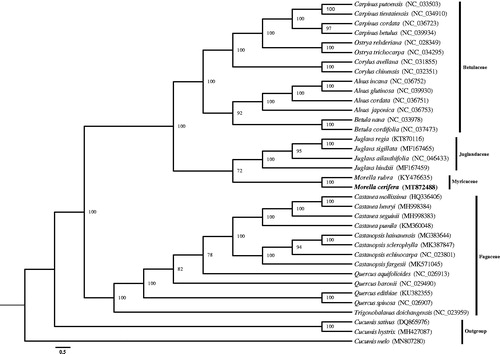 Figure 1. The phylogenetic relationships of M. cerifera based on complete chloroplast genomes. Numbers next to the branches are bootstrap support values. Morella cerifera is marked by bold and the accession number is listed alongside the species name.