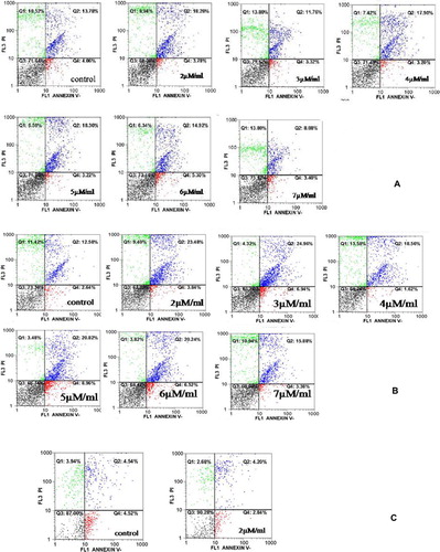 Figure 3. Flow cytometry analysis of K562 determines cell apoptosis exposed to Morpholino Oligo Antisense after (A) 24 hours, (B) 48 hours and (C) flow cytometry analysis of Jurkat cells: apoptosis rate decreased with increasing Morpholino concentration.