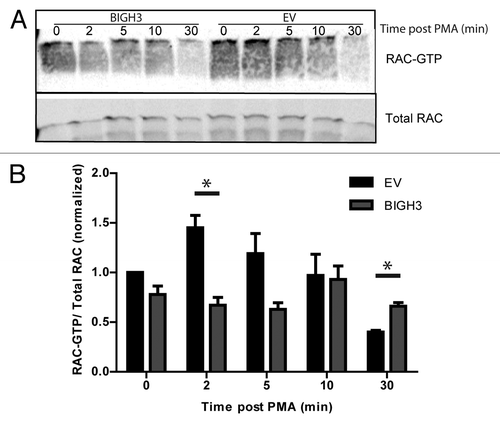 Figure 7. Overexpression of BIGH3 impairs the RAC1 activation by PMA. To study the activation of RAC1, a CRIB-peptide pool-down for endogenous RAC1-GTP was performed in HL60 cells with BIGH3 overexpression and control cells (EV). (A) Activated RAC1 was detected by immunoblotting in total cell lysates (total RAC1) and in CRIB-peptide pool-down lysates (RAC1-GTP). A representative experiment is shown. (B) Quantification of activated RAC1 normalized for the total RAC1 content. Shown are means ± SEM (n = 4). * P < 0.05