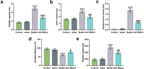 Figure 4. Transplantation of hUC-MSCs ameliorated bladder dysfunction induced by SCI. (a–d) Analyses of bladder functions, including bladder capacity (mL) (a), urine volume (mL) (b), residual urine volume (mL) (c) and urination efficiency (%) (d). (e) After the bladder examination, the bladder was taken for weight assessment (mg). ***P < 0.001 vs. Sham, #P < 0.05, ##P < 0.01, ###P < 0.001 vs. Model.