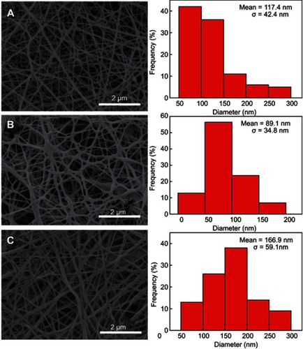 Figure 2 Characterization of crosslinked nanofibers. (A) Scanning electron microscopy pictures and diameter distribution of GA-crosslinked (A) chitosan/polyvinyl alcohol (CP), (B) CP/MoS2, and (C) CP/MoS2/doxorubicin nanofibers.