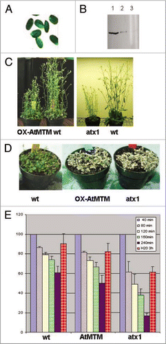 Figure 4 OX-AtMTM lines and responses of OX-AtMTM and of atx1 mutant plants to drought. (A) Transcript levels of GFP on seed coats, reflecting the overexpression of AtMTM1. Overexpressing plants can be easily identified under fluorescent microscope; (B) western blots of two stably HA-AtMTM1 overexpressing lines showing different levels of ectopic AtMTM1 accumulation (lanes 1 and 2) as detected with HA antibody. Lane 3 is extract from wild type plants as a negative control; (C) Stably transformed AtMTM1-overexpressing and wild type plants grown under regular irrigation (left-hand). atx1 and wild type plants grown under exactly the same conditions (right-hand); (D) wild type, OX-AtMTM, and atx1 plants not watered for five days followed by two days of irrigation; (E) Water loss in detached leaves as a function of time exposed to air. Changes in tissue mass upon air exposure for the indicated periods of time, followed by submersion in water for three hours are shown as percentage of the weight of starting tissue material taken as 100% for each sample. Bars are averages of three independent measurements. Changes were statistically significant, t-test p > 0.01 for all samples.