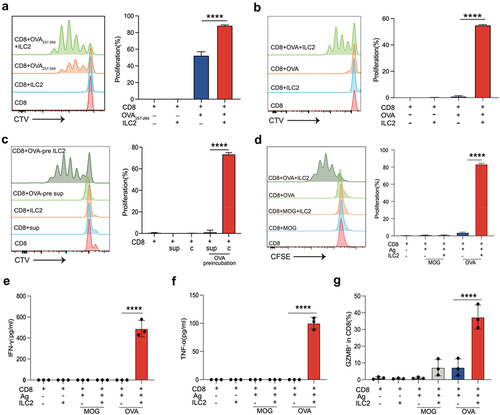 Figure 4. ILC2s promoted OT-I CD8+ T-cell proliferation and cytokine production with OVA-stimulation. (a) Analysis of CD8+ T-cell proliferation using CTV by flow cytometry as described in the Methods. CTV-labeled OT-I CD8+ T cells were cultured with ILC2s in the absence or presence of 10 μM OVA257–264. CD8+ T-cell proliferation was measured by flow cytometry, as shown in the histograms. Column chart showing the percentages of proliferating OT-I CD8+ T cells (n = 3 independent wells). (b) CTV-labeled OT-I CD8+ T cells were cultured with ILC2s in the absence or presence of soluble OVA protein. CD8+ T-cell proliferation was measured by flow cytometry (n = 3 independent wells). (c) After pretreatment with or without the OVA protein, isolated ILC2s and supernatants were separately cultured with CD8+ T cells. CD8+ T-cell proliferation was measured by flow cytometry (n = 3 independent wells). (d) CFSE-labeled OT-I CD8+ T cells were cultured with ILC2s in the absence or presence of soluble OVA protein or MOG protein. CD8+ T-cell proliferation was measured by flow cytometry(n = 3 independent wells). (e–f) the IFN-γ and TNF-α protein levels in the supernatants were detected by ELISA (n = 3 independent wells). (g) the percentage of GZMB+ in CD8+ T cells were detected by flow cytometry(n = 3 independent wells). Data are shown as the means ± SEMs. The p value was determined by one-way ANOVA. *, p < 0.05; **, p < 0.01; ***, p < 0.001; ns, not significant.