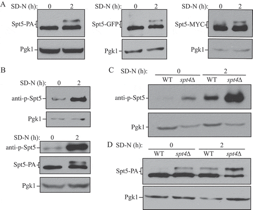 Figure 3. Spt5 phosphorylation is enhanced after starvation or in the absence of Spt4. (A) The protein A (PA)-, GFP- and MYC-tagged Spt5 strains (WXY102, WXY107, DGY047) were collected in growing (YPD, mid-log phase) and starvation (SD-N, t = 2 h) conditions. The samples were separated by SDS-PAGE and detected by western blot with anti-PA, anti-YFP or anti-MYC antibodies. Anti-Pgk1 antiserum was used to detect the loading control. (B) Wild-type (SEY6210) cells were grown to mid-log phase in growing conditions (YPD) and then starved (SD-N) for 2 h. Samples under these 2 conditions were collected and analyzed by western blot. An antibody specific for the phosphorylated form of Spt5 (anti-p-Spt5) was used to detect the phosphorylated band (upper blot). We also examined phosphorylation in a strain expressing Spt5 tagged with PA (WXY102); the total protein level of Spt5 was detected with anti-PA and the phosphorylation of Spt5 was monitored with the anti-p-Spt5 antibody (lower blot) (C) Samples from wild-type (WLY176) and spt4∆ (WXY105) strains were collected in both growing (YPD) and starvation (SD-N, t = 2 h) conditions for western blot analysis. Spt5 phosphorylation was monitored with the anti-p-Spt5 antibody. (D) The Spt5-PA level of wild-type (WXY102) and spt4∆ (WXY103) cells in growing (YPD) and starvation (SD-N) conditions was detected by western blot with anti-PA antibodies.