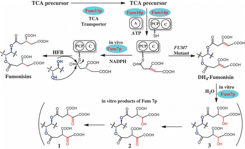 Figure 5. A proposed mechanism for in vivo formation of tricarballylic esters in fumonisin biosynthesis and the observed in vitro activity of Fum7p. TCA, tricarboxylic acid; A, adenylation domain encoded by FUM10; PCP, peptidyl carrier protein domain in the protein encoded by FUM14; C, condensation domain in the protein encoded by FUM14; and HFB, hydrolyzed fumonisins.
