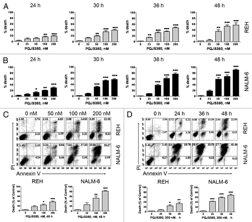 Figure 3. PQJS380 induces cell death in acute lymphoblastic leukemia cells. (A and B) REH (A) and NALM-6 (B) cells were treated with increasing concentrations of PQJS380 for 24, 30, 36, and 48 h, and the ratio of dead cell was determined by trypan blue exclusion assay using a hemocytometer. (C and D) The ALL cells were treated with increasing concentrations of PQJS380 for 48 h (C) or 200 nM PQJS380 for various times (D), and the apoptotic cells were analyzed by flow cytometer after double staining with Annexin V/ PI. *P < 0.05, **P < 0.01, ***P < 0.0001, one-way ANOVA, post hoc comparisons. Columns, mean; error bars, SE.