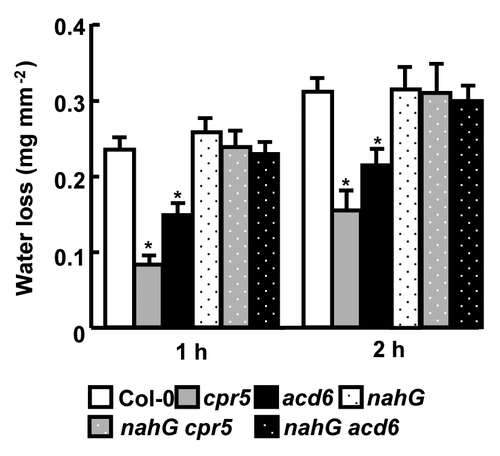 Figure 2. The cpr5 and acd6 mutants exhibited drought tolerance. The rosette leaves of 3-week-old plants were detached and were weighted at 0 h, 1 h, and 2 h. Water loss (mg mm−2) was calculated as fresh weight loss (mg) divided by leaf area (mm−2). Leaf area was measured by ImageJ software. Data are means ± SE (n = 10). * indicates a significant difference from Col-0 (P < 0.05), which is determined by the Student t-test.