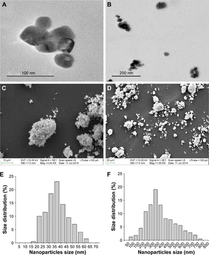 Figure 1 Morphology and size distribution of Cu NPs.Notes: (A and B) TEM and (C and D) SEM images of Cu NPs. Size distribution of (E) actual size and (F) hydrodynamic size of Cu NPs (in deionized water, pH 7.8) is determined by TEM and DLS methods, respectively.Abbreviations: Cu NPs, copper nanoparticles; DLS, dynamic light scattering; SEM, scanning electron microscopy; TEM, transmission electron microscopy.