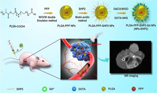 Figure 1 Schematic illustration of in vivo-induced MR imaging of a tumor employing SHP2-targeted nanoparticles.