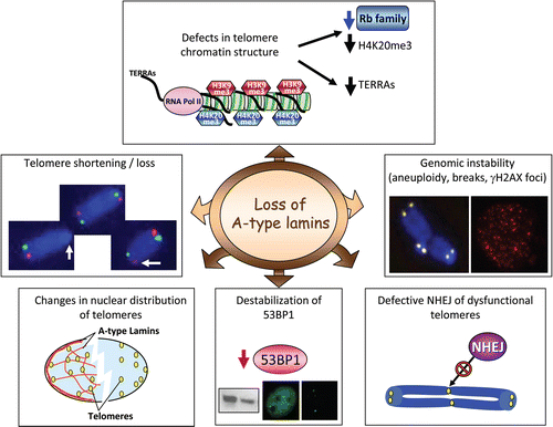 Figure 1 Loss of A-type lamins induces genomic instabilitySummary of the recently identified alterations in telomere biology and in the DNA damage response pathway upon loss of A-type lamins in mouse cells.Citation5,Citation9 Lmna−/− fibroblasts exhibit alterations in the structure of telomere chromatin Specifically, a decrease in H4K20me3 and TERRAs levels was observed. The decrease in H4K20me3 is consistent with destabilization of Rb family members in these cells. In addition, loss of A-type lamins leads to alterations in the nuclear distribution of telomeres as determined by 3D FISH, and in telomere metabolism. Telomere shortening—as shown by TRF and Q-FISH assays—and telomere dysfunction—increased number of chromosomes that feature undetectable telomere tracks—were observed. Furthermore, Lmna−/− fibroblasts feature aneuploidy, chromosome and chromatid breaks, and basal γH2AX foci indicative of unrepaired DNA damage. Loss of A-type lamins also hinders the processing of dysfunctional telomeres by NHEJ. The concomitant destabilization of 53BP1 protein could be in part responsible for the increased genomic instability and the defects in NHEJ upon loss of A-type lamins. Collectively, these data indicate that A-type lamins function in the maintenance of genome stability.