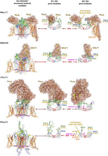 Figure 2. Extracellular loop regions are saddled with bulky accessory subunits on NaV1, CaV1/CaV2 and NALCN channels, but not on CaV3 channels. Cryo-EM structures of mammalian channels: Human NaV1.7, PDB ID: 6j8i [Citation30;] rabbit CaV1.1, PDB ID: 6jpa [Citation31;] human CaV3.3, PDB ID [Citation32], and human NALCN, PDB ID: 7s×4 [Citation33]. Arrangements of extracellular loops (L5=green color, L6=blue color) and accessory subunits (brown color) are shown with 50% transparency. Key determinants for ion selectivity include the beacon (HFS+1) and the high field strength (HFS) site are shown in the D1/D3 and D2/D4 panels.