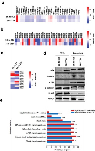 Figure 2. Proteomic analysis of SK-N-BE2 cell-derived exosomes are enriched with exosomal and signalling proteins.(a) Heatmap of exosomal enriched proteins identified in exosomes isolated from neuroblastoma cells. Alix (PDCD6IP) was highly enriched in both the exosomal samples. (b) RAB proteins were differentially abundant in exosomes isolated from SK-N-BE2 and SH-SY5Y cells. RAB10, RAB14, RAB1B, RAB5C and RAB7A were detected in both the exosomal samples in high abundance. (c) The abundance of integrins in exosomes isolated from SK-N-BE2 and SH-SY5Y cells. (d) Western blotting based validation of proteins found in exosomes secreted from N-Myc amplified and non-amplified neuroblastoma cells. WCL = whole cell lysates. (e) FunRich based enrichment analysis of signalling pathways enriched in proteins differentially abundant in SK-N-BE2 and SH-SY5Y cell-derived exosomes. * denotes p < 0.05, ** denotes p < 0.01 and *** denotes p < 0.001 as determined by hypergeometric test.